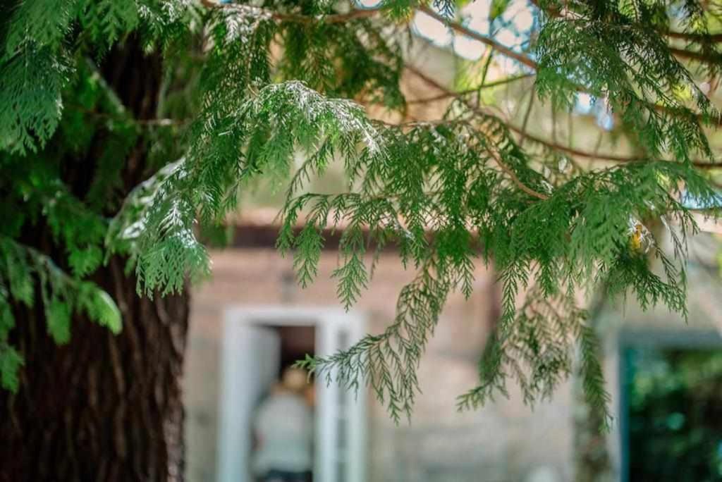 Quinta Vale De Frades Guest House Torrao  Ngoại thất bức ảnh